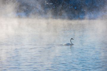 Image showing Whooper swans swimming in the lake