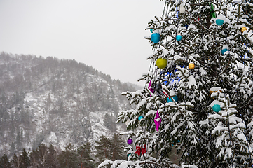 Image showing New year fir tree