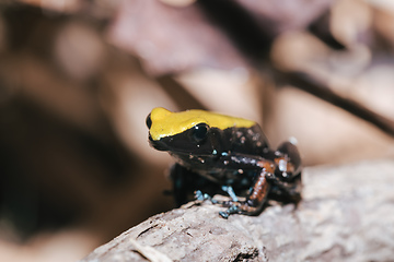 Image showing frog Climbing Mantella, Madagascar wildlife