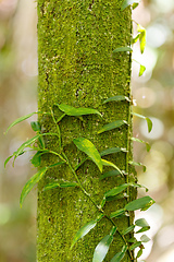 Image showing Vanilla plant leafs, madagascar