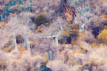 Image showing Baobab tree forest, Antsiranana, Madagascar
