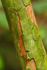 Image showing bark texture, pattern for background or backdrop