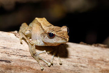 Image showing Beautiful small frog Boophis rhodoscelis Madagascar