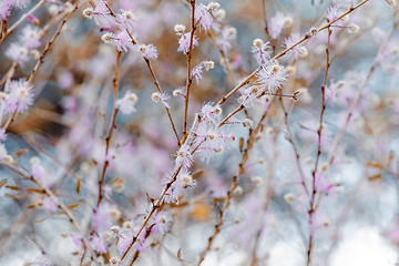 Image showing pink blossom tree madagascar