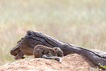 Image showing South African ground squirrel Kalahari