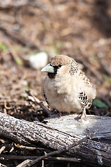 Image showing Sociable Weaver Bird at Kgalagadi