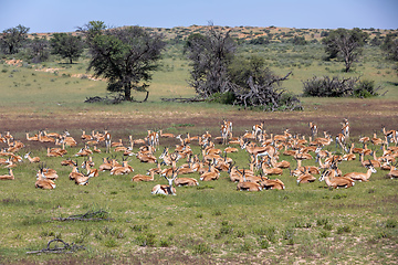 Image showing herd of Springbok in kalahari, South Africa wildlife