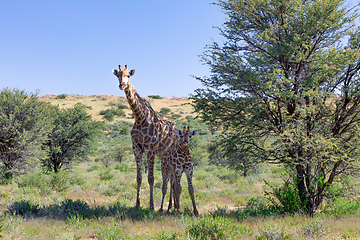 Image showing cute Giraffes South Africa wildlife
