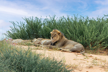 Image showing Lion Lying in Kalahari desert, South Africa wildlife