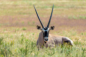 Image showing Gemsbok, Oryx gazella in Kalahari