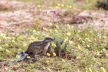 Image showing South African ground squirrel Kalahari