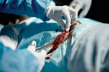 Image showing Surgeon hands, cut blood and doctor hand with medical surgeon scissors for hospital and clinic emergency. Health service, doctors and wellness care of healthcare worker working on patient with tools