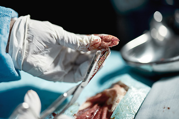 Image showing Surgery wound, doctor hands and medical surgeon scissors with blood at hospital and clinic. Health service help, doctors and wellness care of a healthcare worker working on a patient with tools