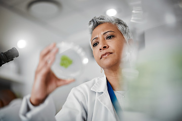 Image showing Laboratory scientist, petri dish or leaf sample in medical research. gmo food engineering or nature sustainability test. Thinking, woman or glass plants science in container with innovation or ideas