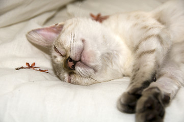 Image showing Sleeping kitten