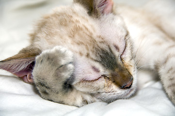 Image showing Sleeping kitten