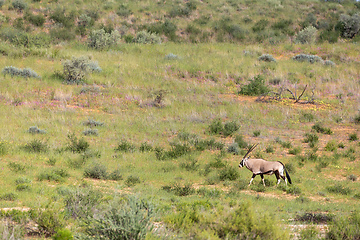 Image showing Gemsbok, Oryx gazella in Kalahari