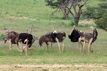 Image showing Ostrich, in Kalahari,South Africa wildlife safari