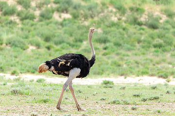 Image showing Ostrich, in Kalahari,South Africa wildlife safari