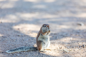 Image showing South African ground squirrel Kalahari