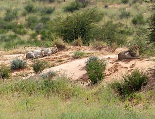 Image showing Female Lion Lying in Kalahari desert, South Africa wildlife