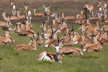 Image showing herd of Springbok in kalahari, South Africa wildlife