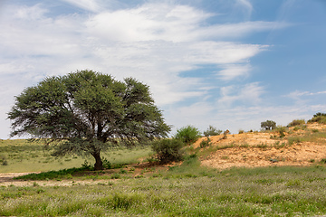 Image showing Female Lion Lying in Kalahari desert, South Africa wildlife