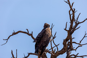 Image showing Majestic martial eagle perched on dead tree, Namibia Africa safari wildlife