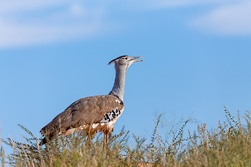 Image showing Kori Bustard Kalahari South Africa