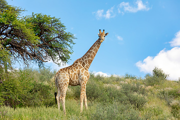 Image showing cute Giraffe South Africa wildlife