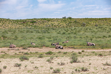 Image showing Gemsbok, Oryx gazella in Kalahari