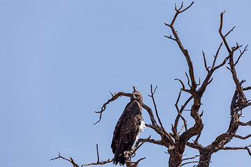 Image showing Majestic martial eagle perched on dead tree, Namibia Africa safari wildlife