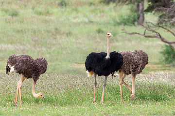 Image showing Ostrich, in Kalahari,South Africa wildlife safari