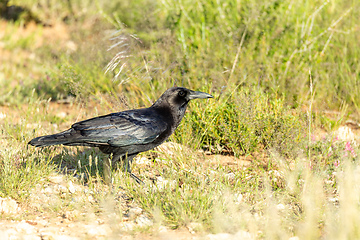 Image showing Cape Crow in Kgalagadi, South Africa