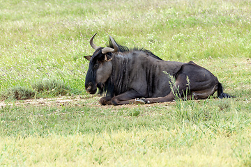 Image showing Blue Wildebeest in Kalahari, South Africa