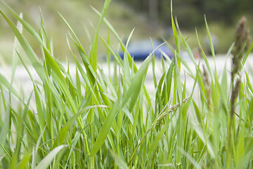 Image showing Green herb