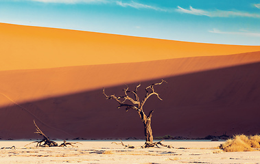 Image showing Dead Vlei landscape in Sossusvlei, Namibia