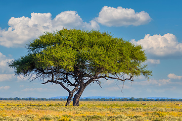 Image showing Blooming Kalahari desert South Africa wilderness