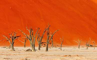 Image showing Dead Vlei landscape in Sossusvlei, Namibia