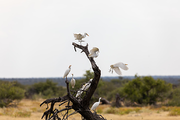 Image showing cattle egret namibia Africa safari wildlife