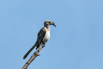 Image showing African Grey Hornbill, Botswana, Africa wildlife