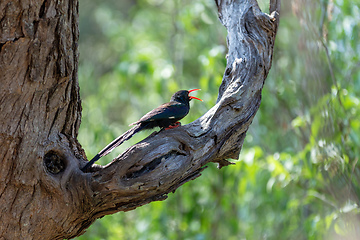 Image showing Green Wood hoopoe, Namibia Africa wildlife