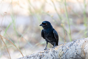 Image showing bird Fork-tailed Drongo Africa Namibia safari wildlife