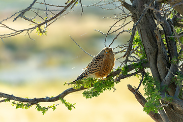 Image showing Greater kestrel, Etosha, Namibia safari wildlife