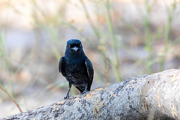 Image showing bird Fork-tailed Drongo Africa Namibia safari wildlife