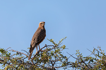 Image showing Juvenile pale chanting goshawk Namibia Africa wildlife