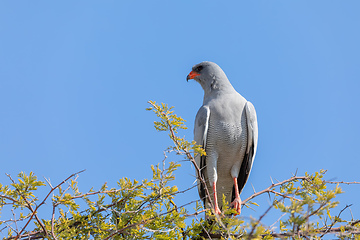 Image showing Southern Pale Chanting Goshawk, Namibia safari Africa wildlife