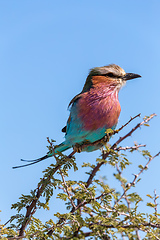 Image showing Lilac-brested roller, africa safari wildlife