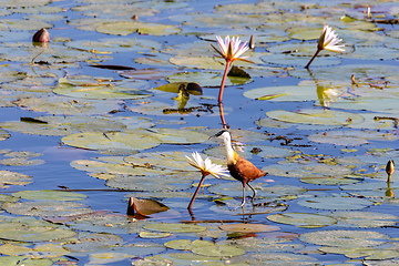 Image showing bird African jacana, Namibia Africa wildlife