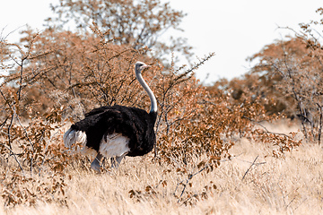 Image showing Ostrich, in Etosha, Africa wildlife safari